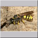 Cerceris quadricincta - Knotenwespe w002f 10mm - mit Ruesselkaefer - OS-Wallenhorst-Sandgrube-det.jpg